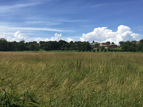 field